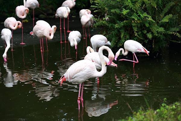 台北市木柵動物園 (2).JPG