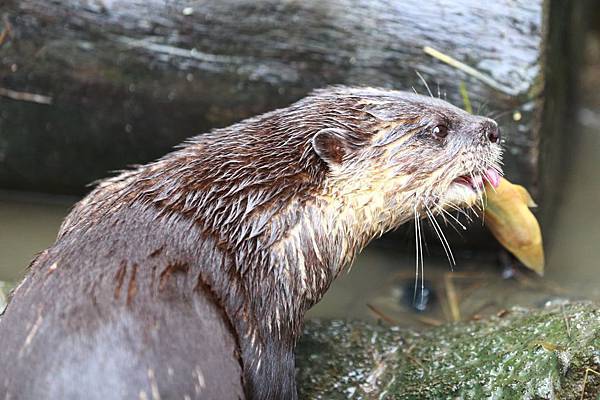 台北市木柵動物園 (8).JPG