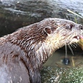 台北市木柵動物園 (8).JPG