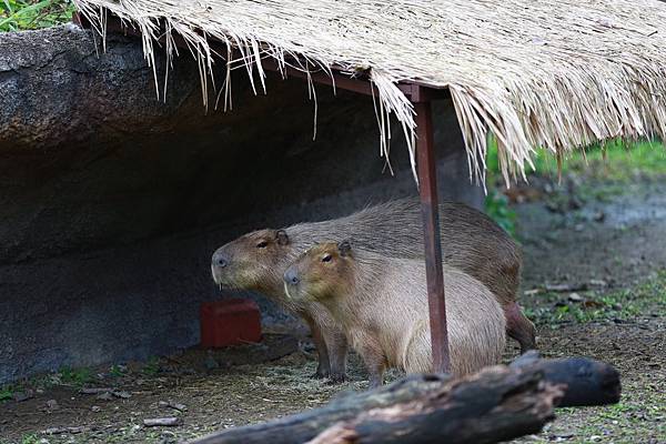 台北市木柵動物園 (5).JPG