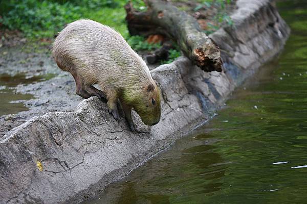 台北市木柵動物園 (9).JPG