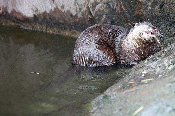 台北市木柵動物園 (7).JPG