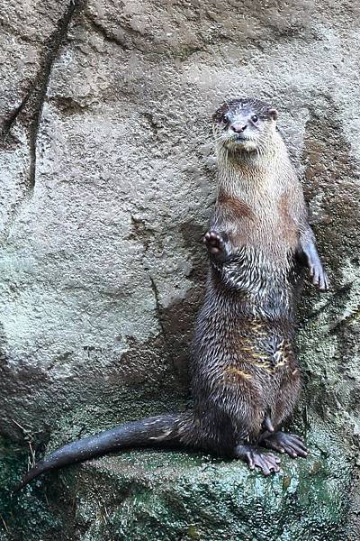 台北市木柵動物園 (4).JPG