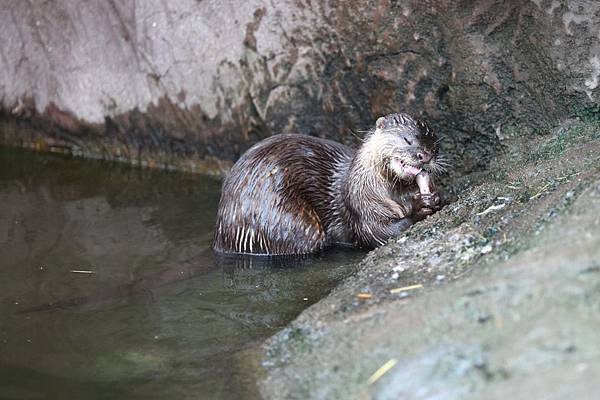 台北市木柵動物園 (6).JPG