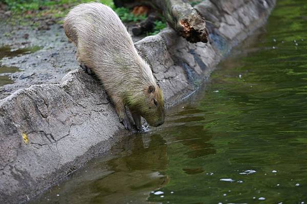 台北市木柵動物園 (11).JPG