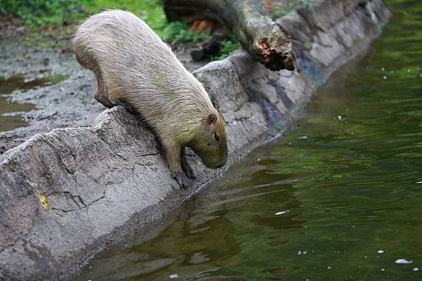 台北市木柵動物園 (10).JPG