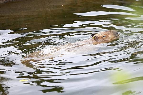 台北市木柵動物園 (15).JPG