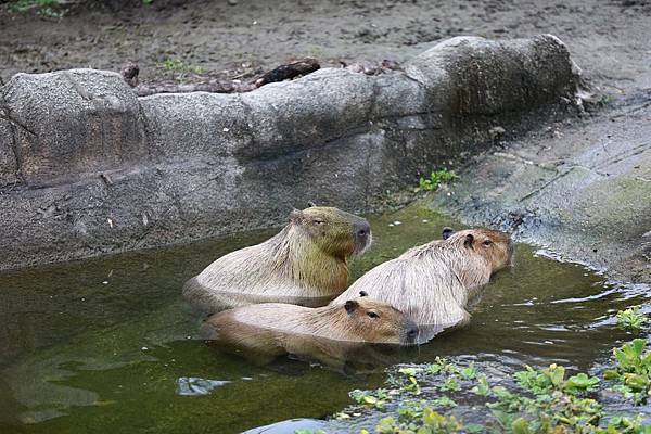 台北市木柵動物園 (16).JPG