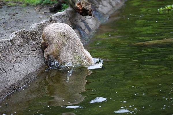 台北市木柵動物園 (12).JPG