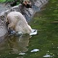 台北市木柵動物園 (12).JPG