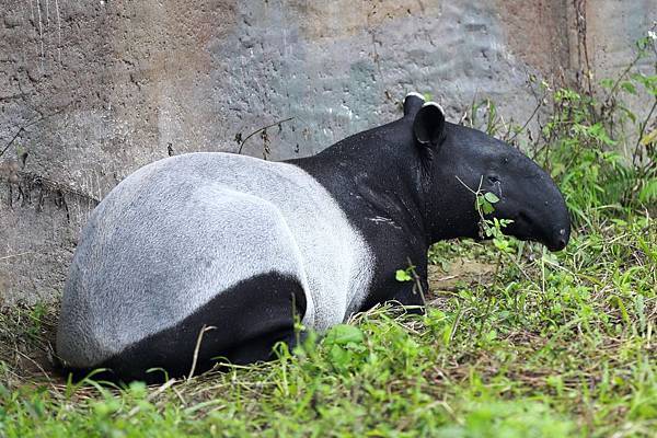 台北市木柵動物園 (17).JPG