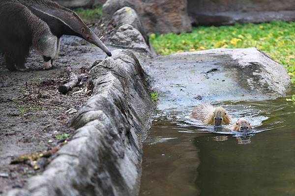 台北市木柵動物園 (22).JPG