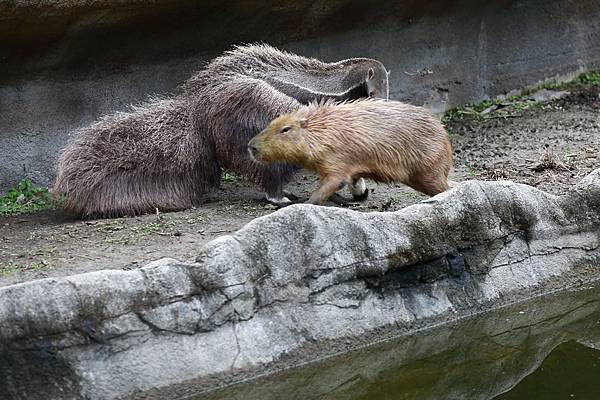 台北市木柵動物園 (20).JPG