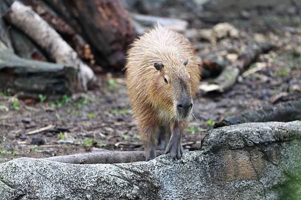 台北市木柵動物園 (23).JPG