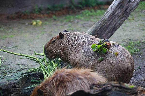 台北市木柵動物園 (24).JPG