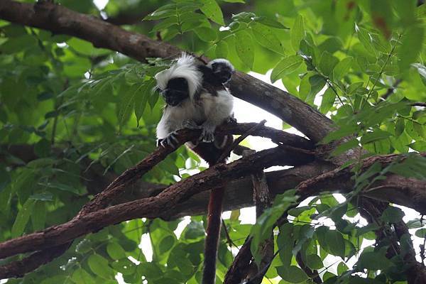 台北市木柵動物園 (26).JPG