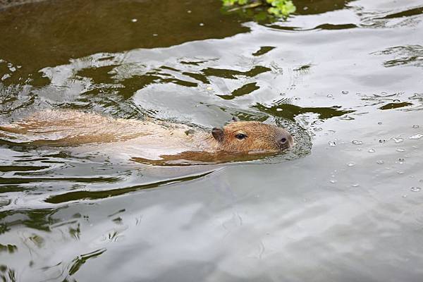 台北市木柵動物園 (13).JPG