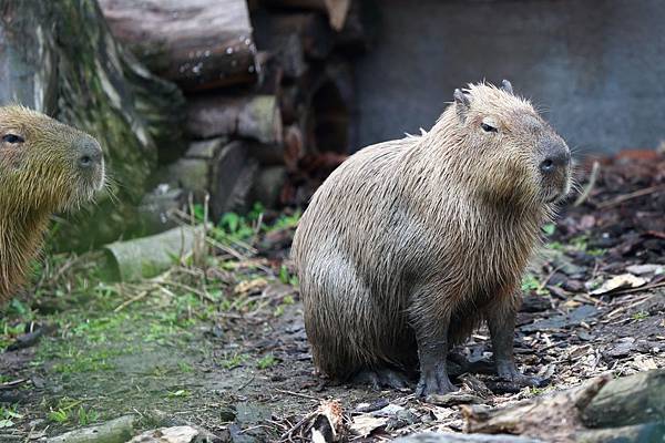 台北市木柵動物園 (21).JPG