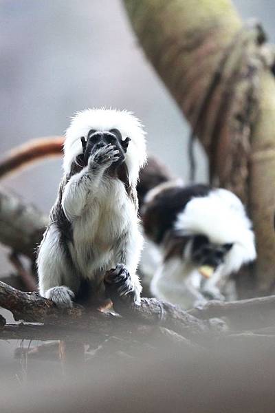 台北市木柵動物園 (28).JPG