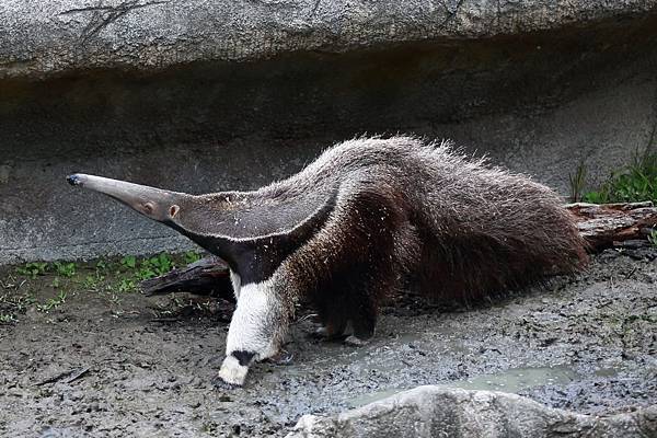 台北市木柵動物園 (18).JPG