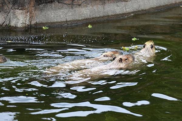 台北市木柵動物園 (14).JPG