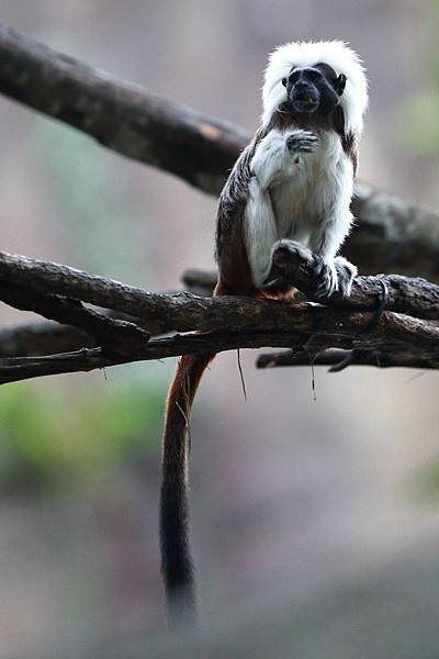 台北市木柵動物園 (30).JPG