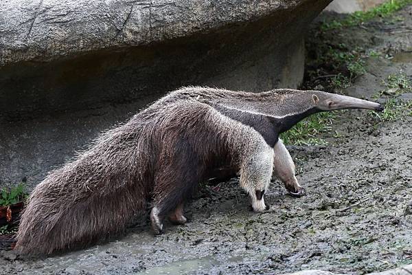 台北市木柵動物園 (19).JPG