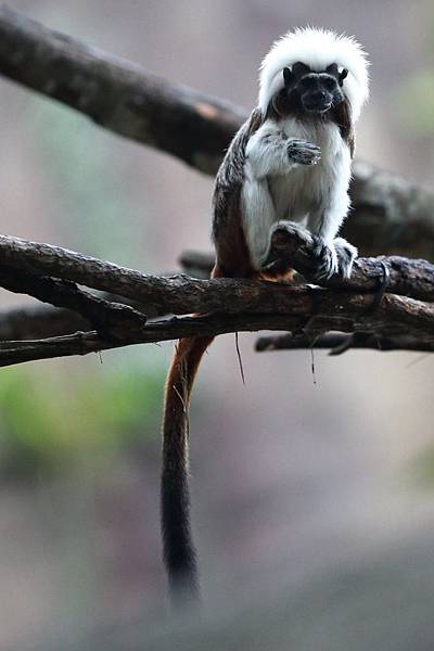 台北市木柵動物園 (31).JPG