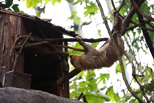 台北市木柵動物園 (38).JPG