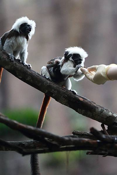 台北市木柵動物園 (33).JPG