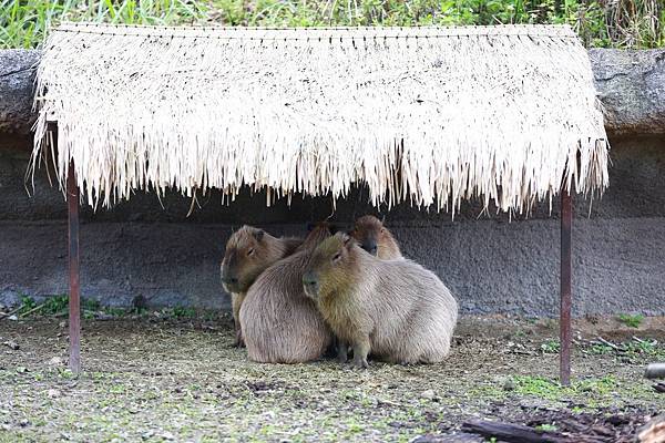 台北市木柵動物園 (41).JPG