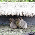 台北市木柵動物園 (41).JPG