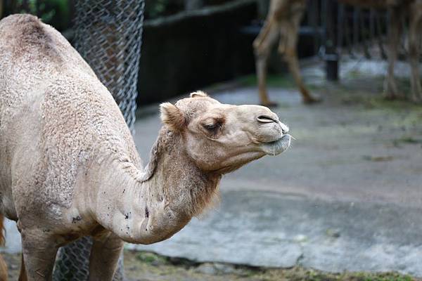 台北市木柵動物園 (39).JPG