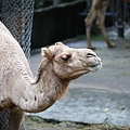 台北市木柵動物園 (39).JPG