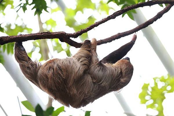 台北市木柵動物園 (36).JPG