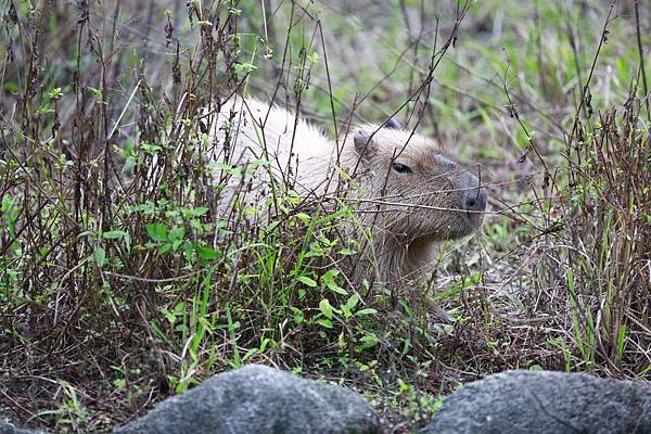 台北市木柵動物園 (42).JPG