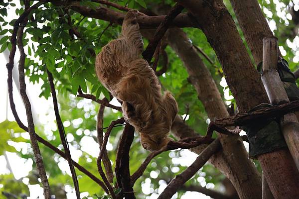 台北市木柵動物園 (37).JPG