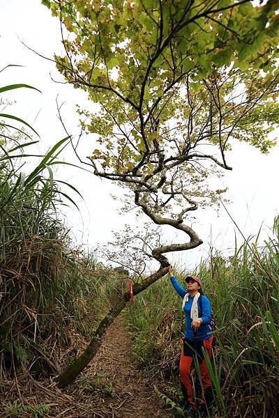 鵲子山 (17).JPG