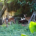 台北市立動物園 (1).JPG