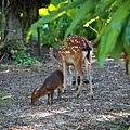 台北市立動物園 (2).JPG