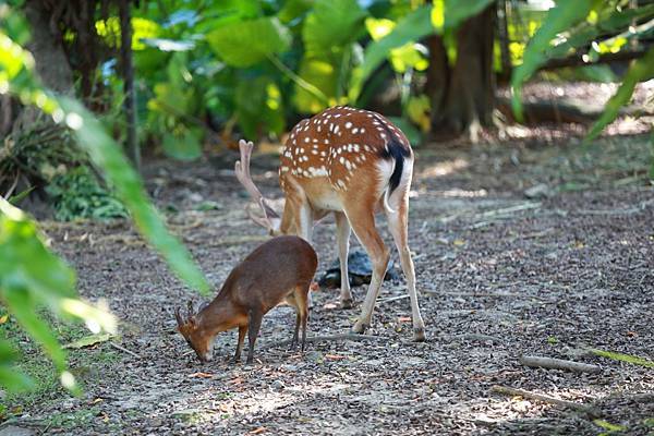 台北市立動物園 (3).JPG