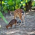 台北市立動物園 (3).JPG