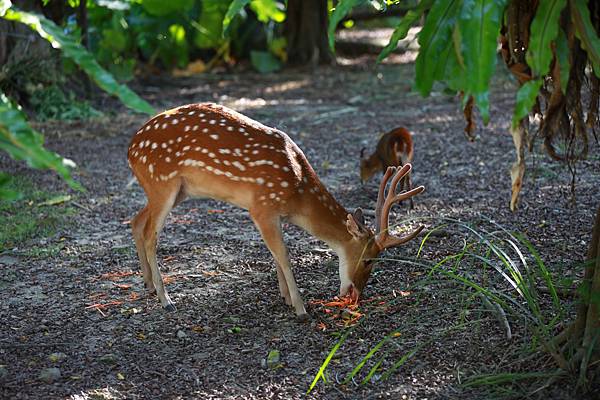 台北市立動物園 (9).JPG