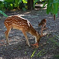 台北市立動物園 (9).JPG