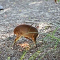 台北市立動物園 (6).JPG