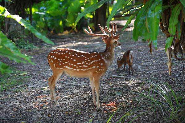 台北市立動物園 (8).JPG