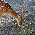 台北市立動物園 (7).JPG