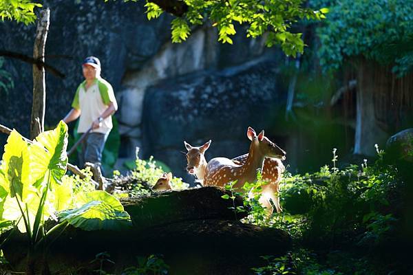 台北市立動物園 (10).JPG