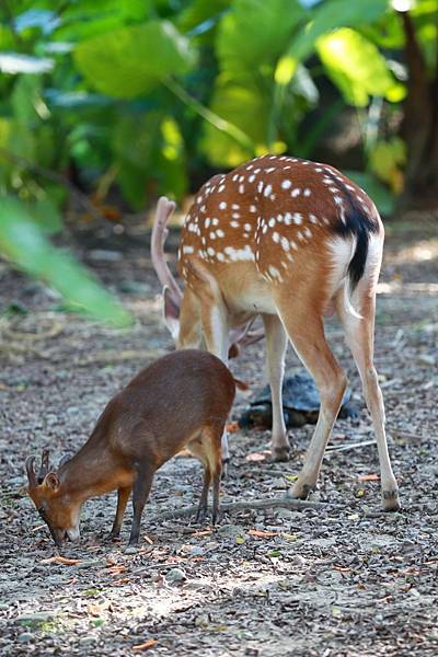 台北市立動物園 (4).JPG