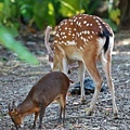 台北市立動物園 (4).JPG